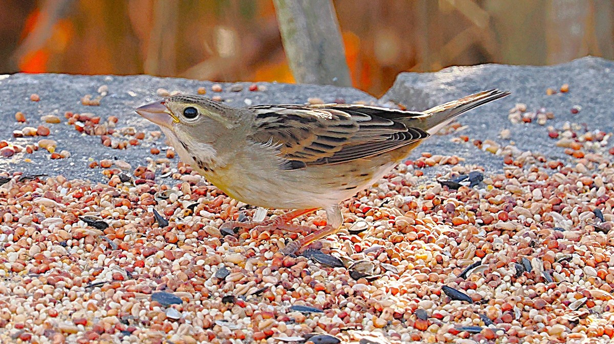 Dickcissel - ML645629284