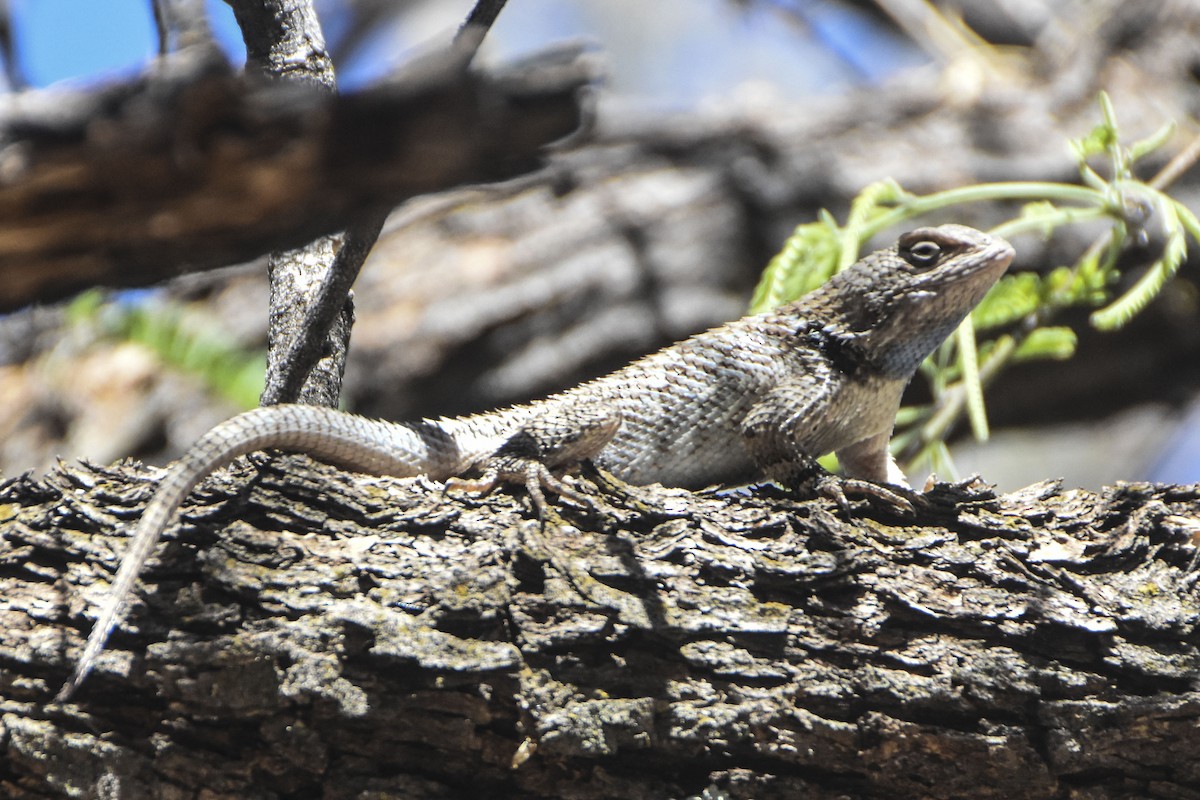 Animals - ML645629296