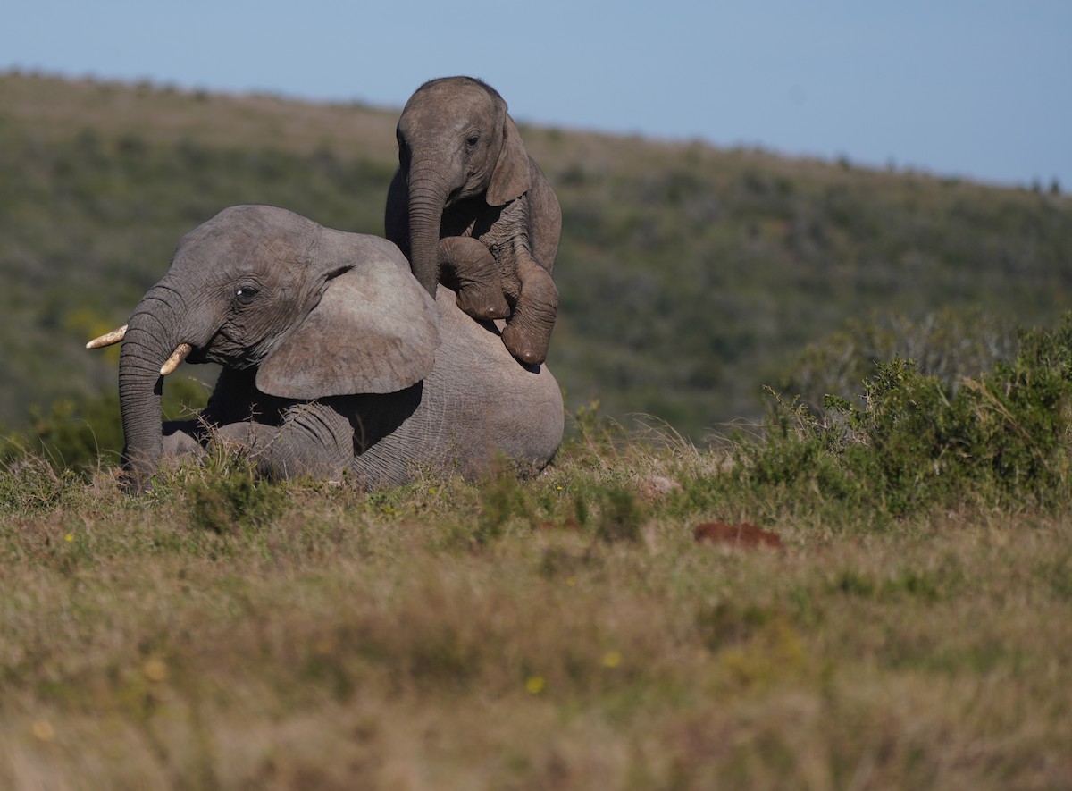 בעלי חיים - ML645629297