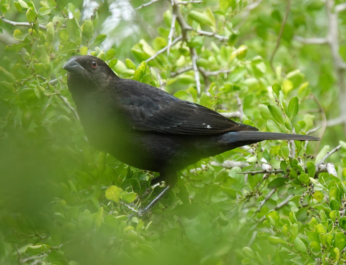 Красноглазый трупиал - ML645629298