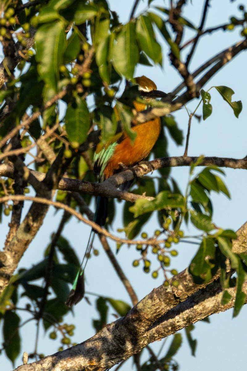 Момот рудочеревий - ML645629299