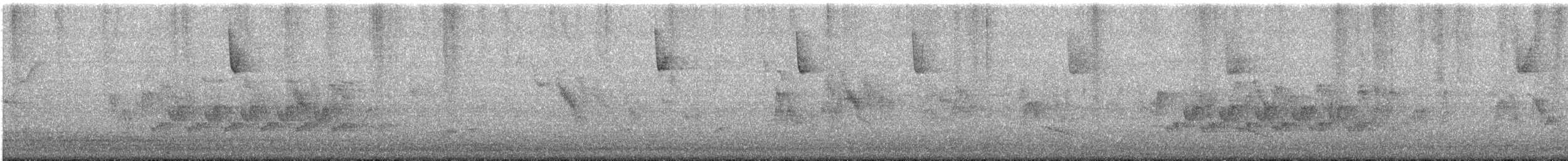 Chingolo Cejiblanco - ML645629301