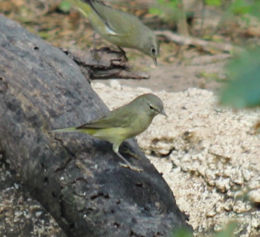 Orange-crowned Warbler - ML645629302
