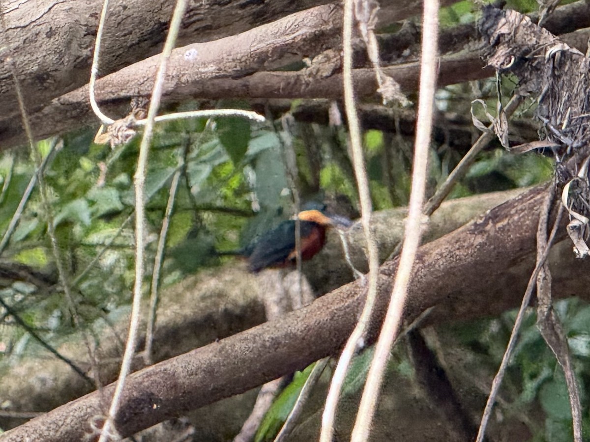 Зелёно-рыжий зимородок - ML645629303