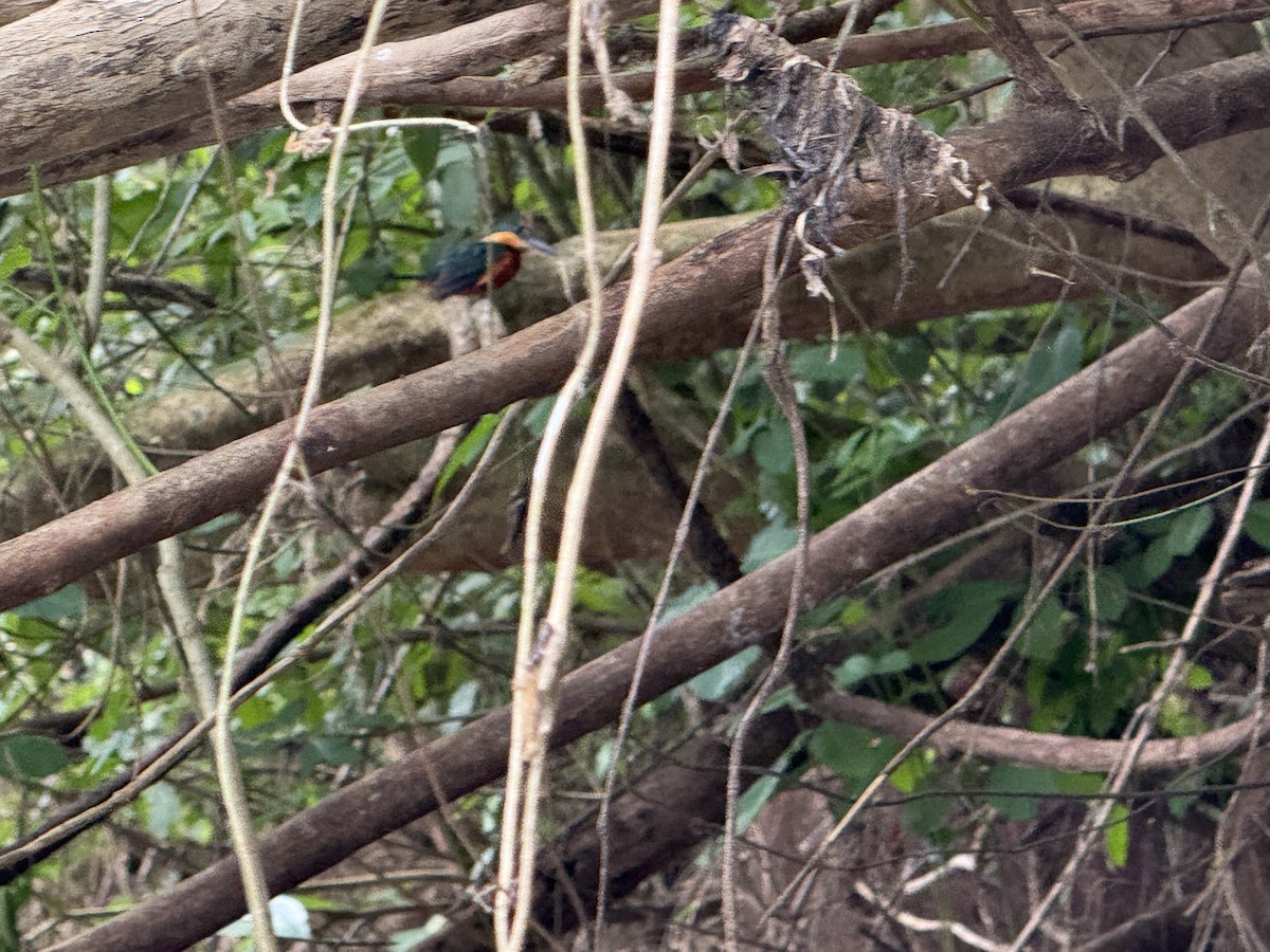 Зелёно-рыжий зимородок - ML645629304