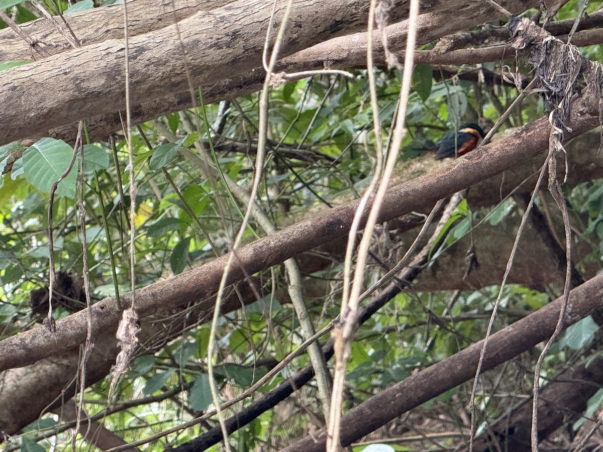 Green-and-rufous Kingfisher - ML645629305