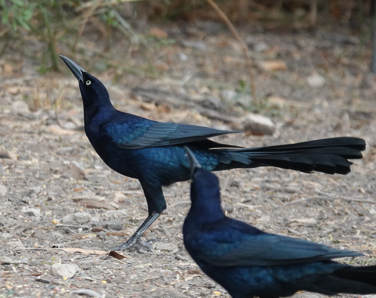 Great-tailed Grackle - ML645629306