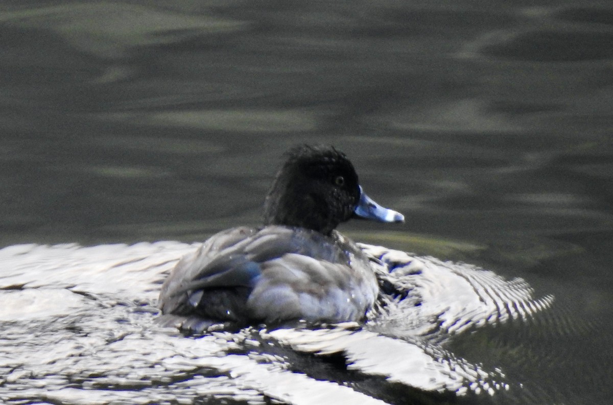 Ring-necked Duck - ML645629307