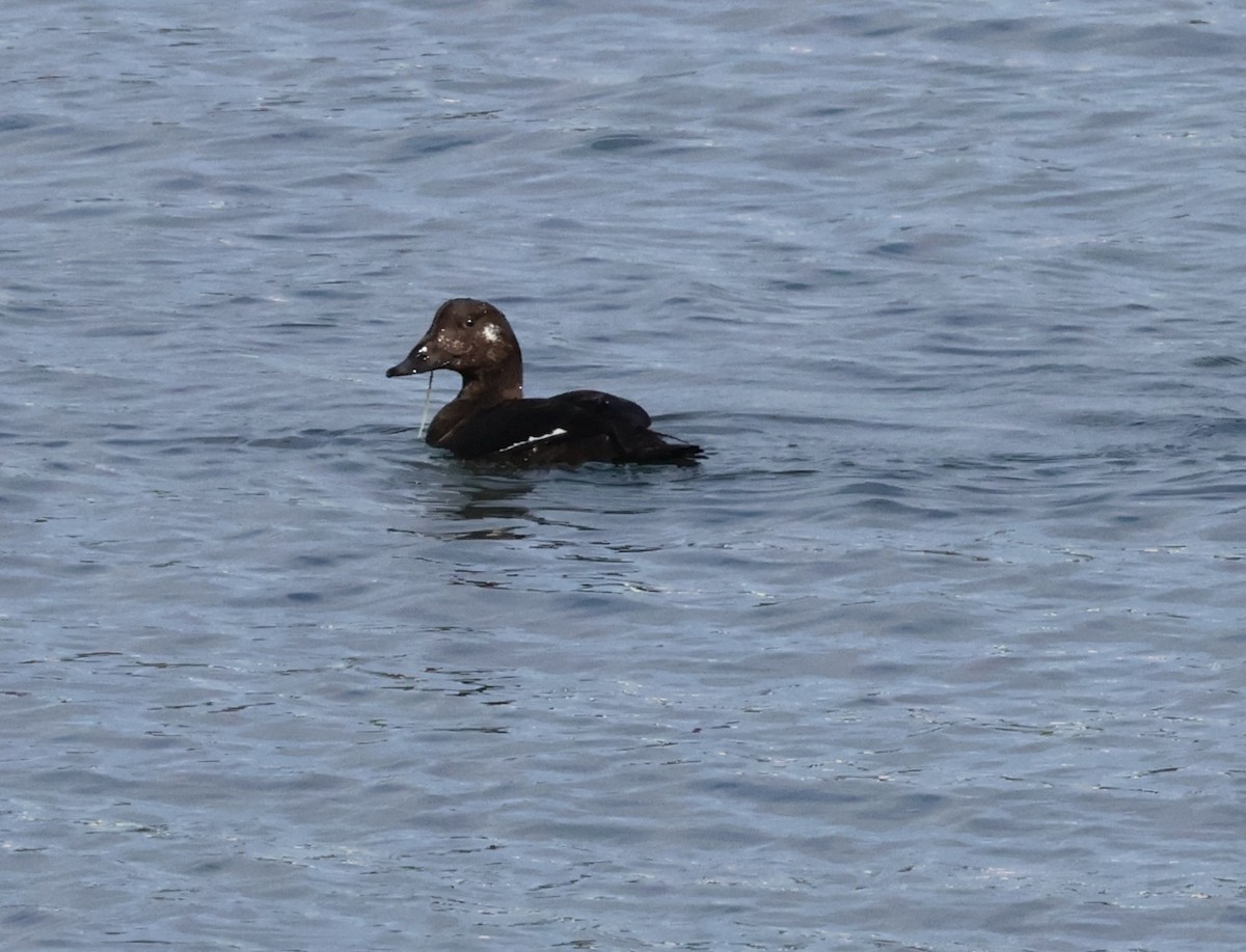 White-winged Scoter - ML645629308
