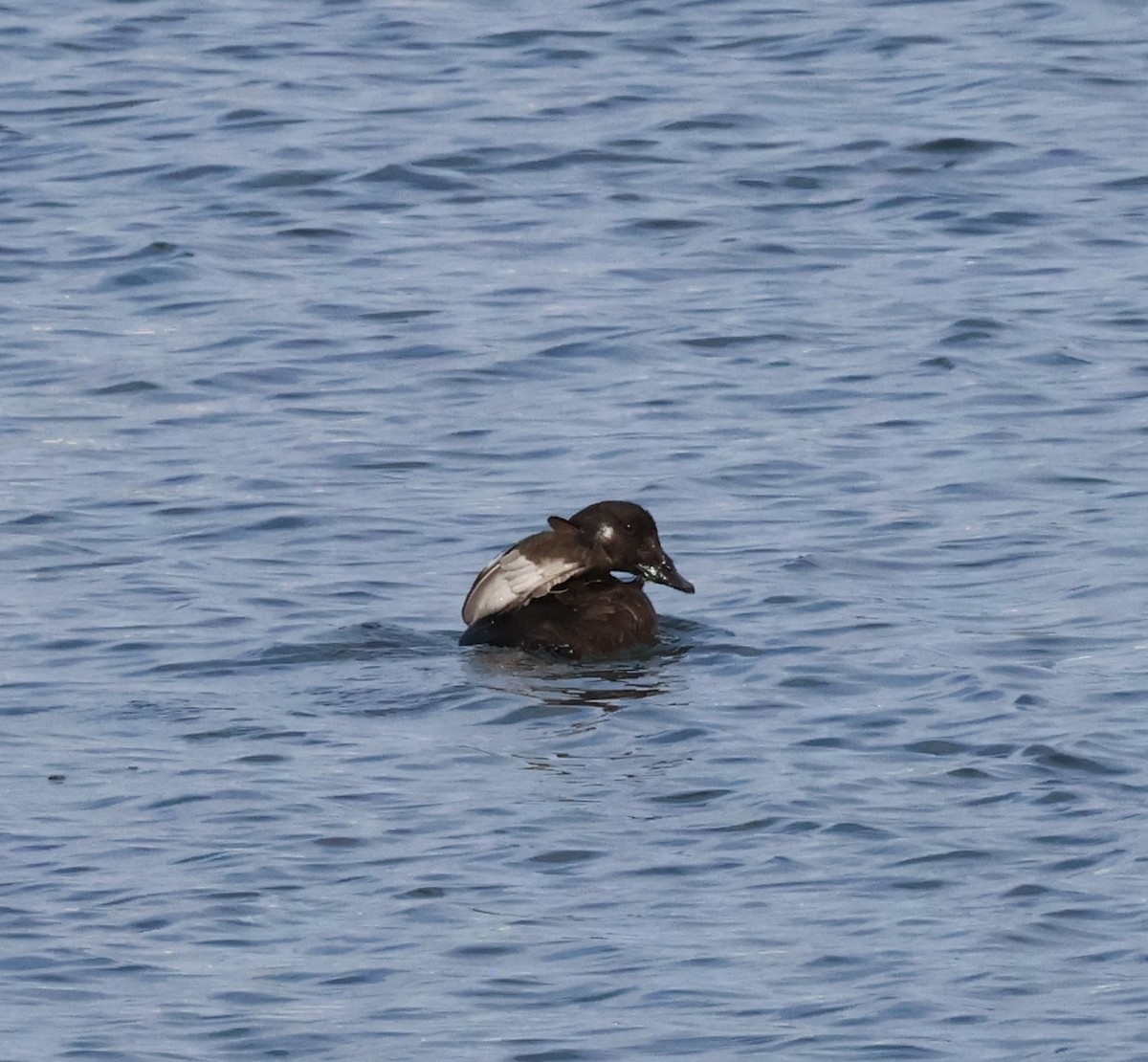 White-winged Scoter - ML645629309
