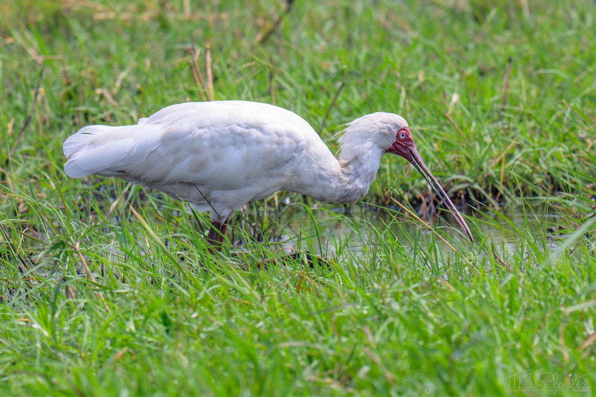 African Spoonbill - ML645629311