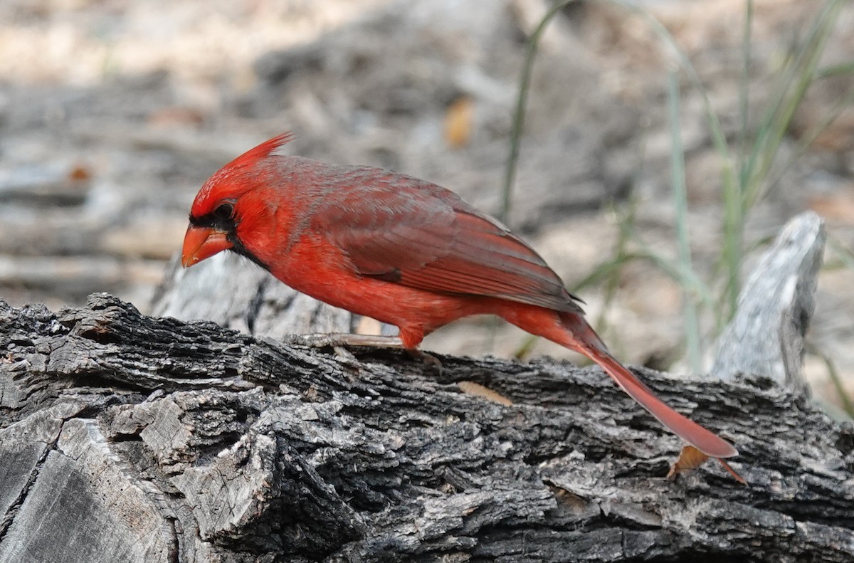 Northern Cardinal - ML645629312