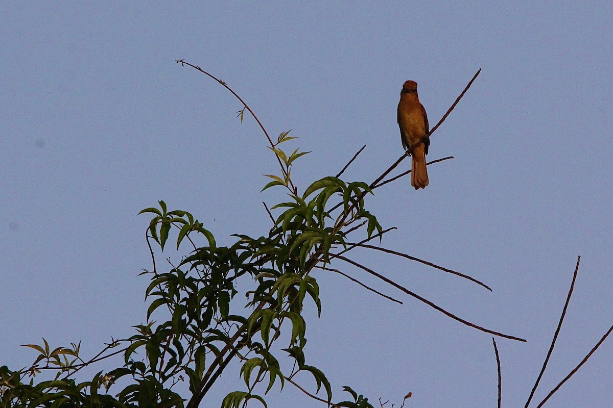 Cinnamon Attila - ML645629314