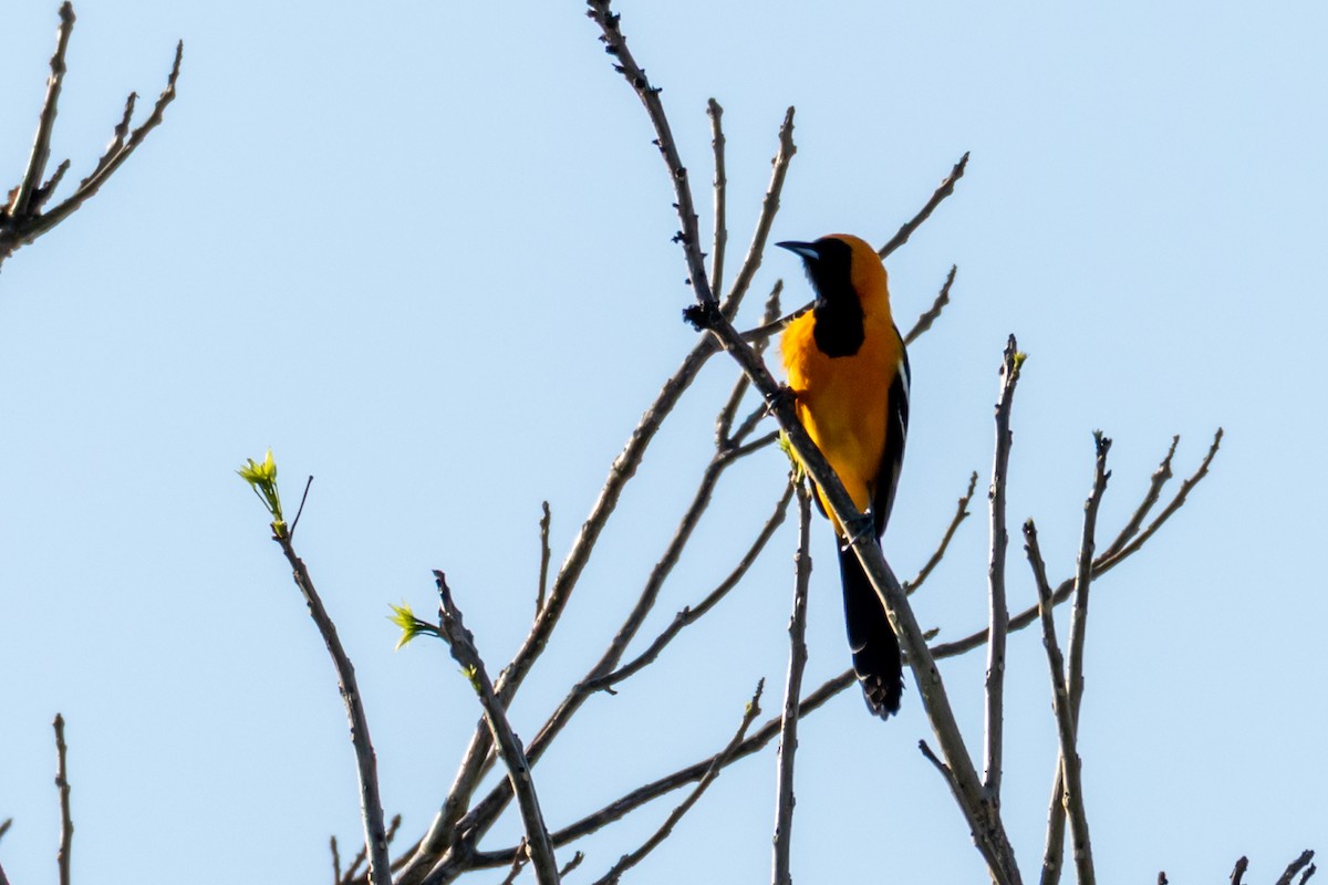 Hooded Oriole (igneus) - ML645629315