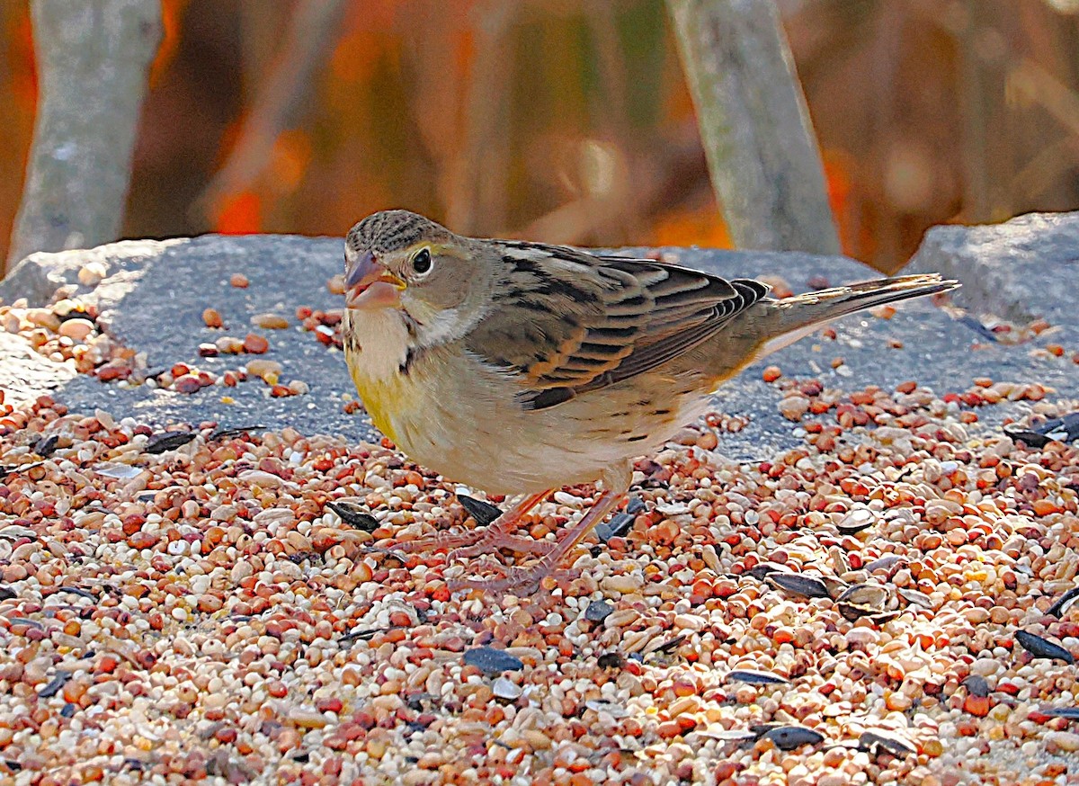 Dickcissel - ML645629316