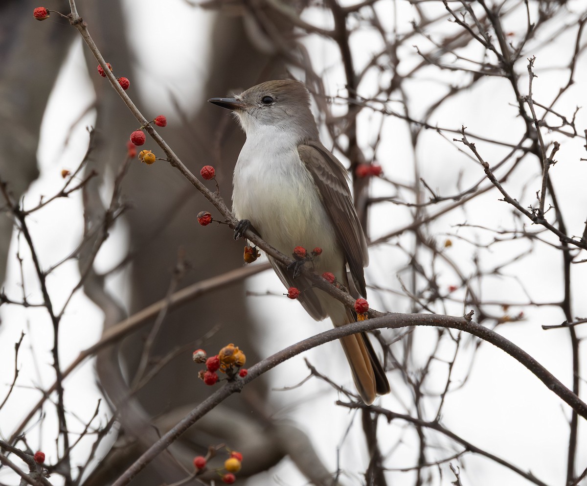 Ash-throated Flycatcher - ML645629320