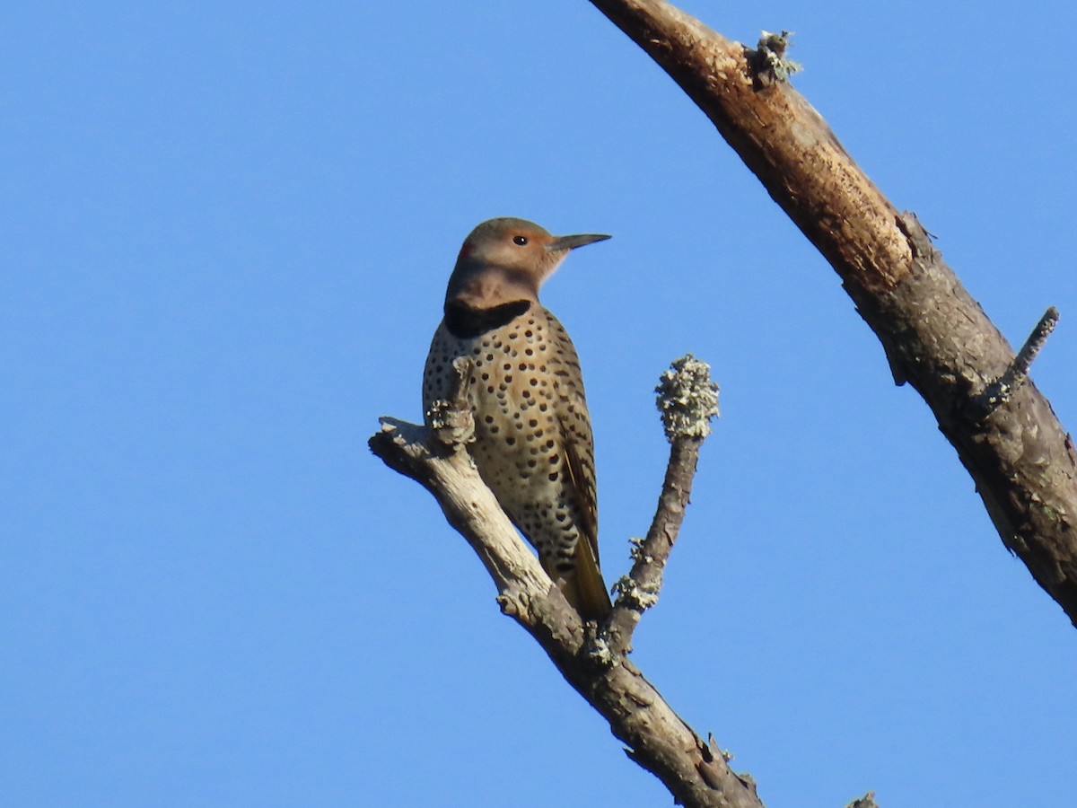 Northern Flicker (Yellow-shafted) - ML645629321