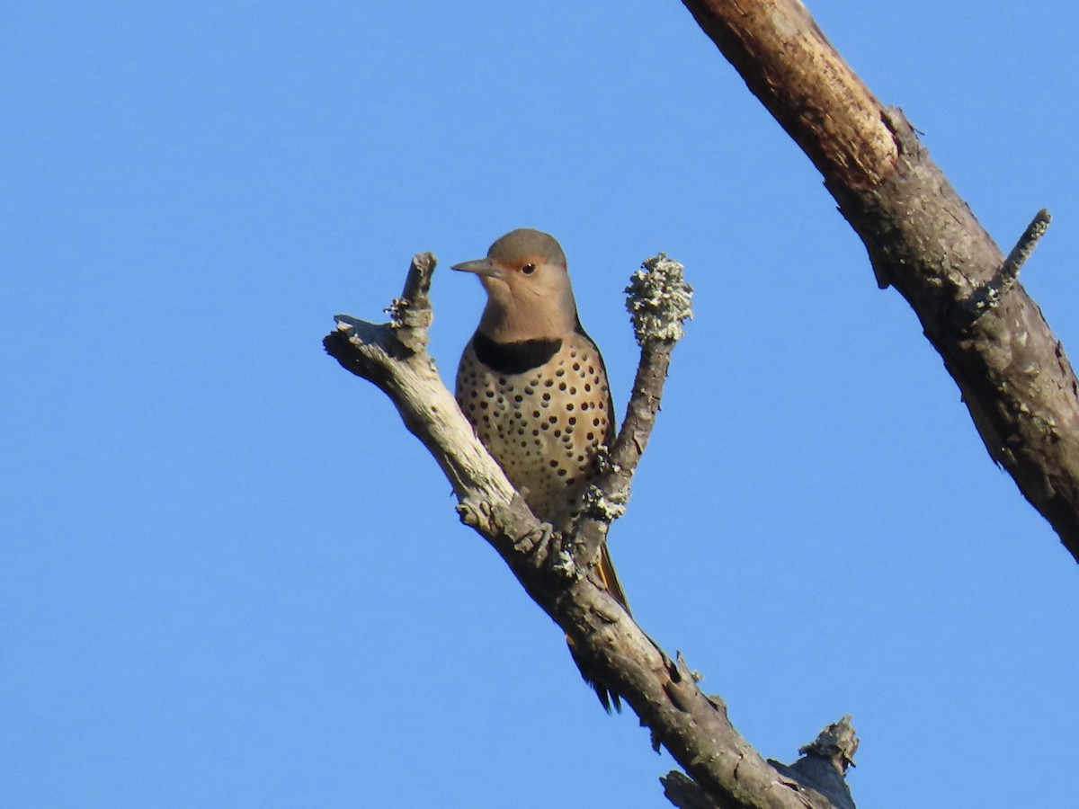 Northern Flicker (Yellow-shafted) - ML645629322