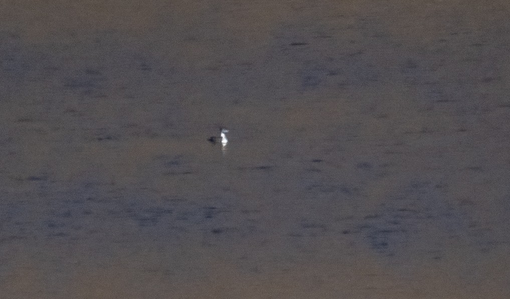 Common Loon - ML645629323