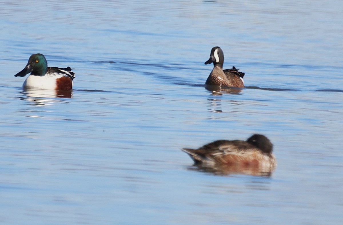Blue-winged Teal - ML645629324