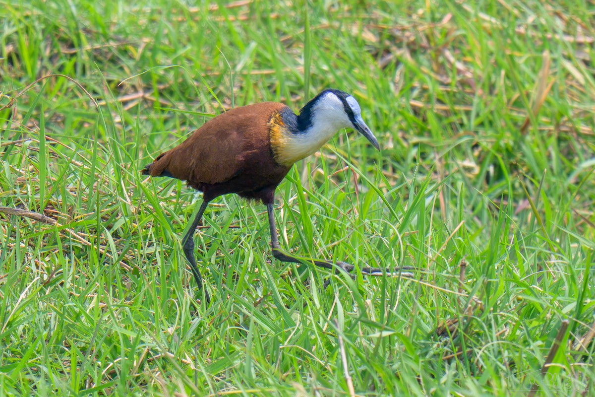 African Jacana - ML645629325