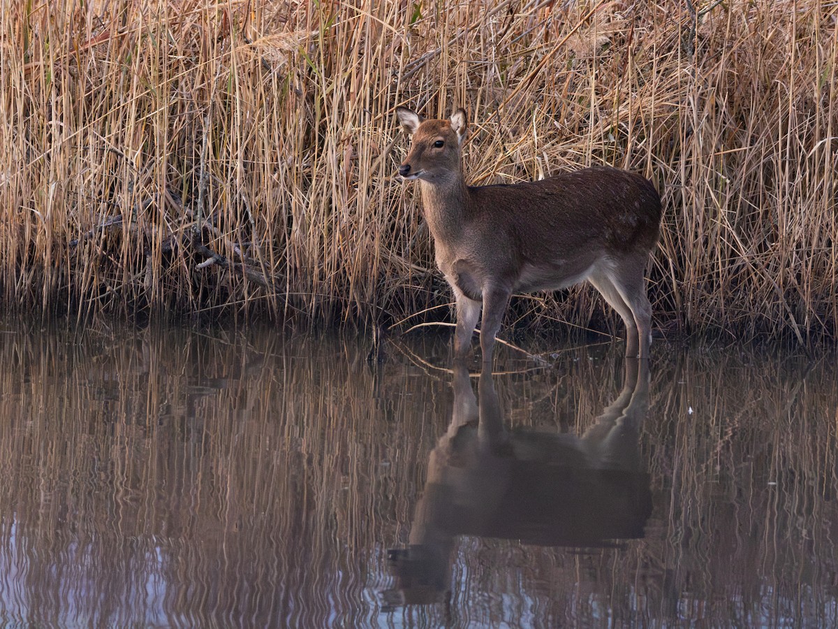 Sika Deer - ML645629326
