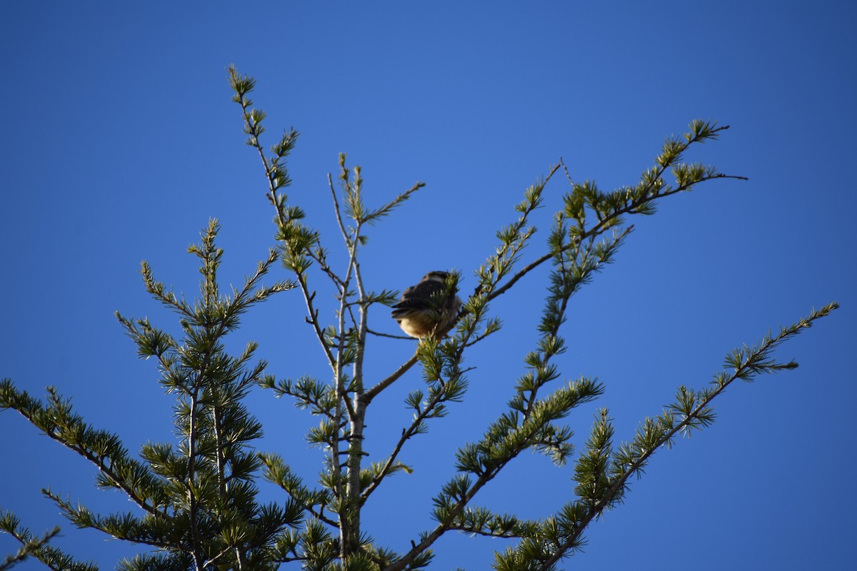 Merlin - ML645629327