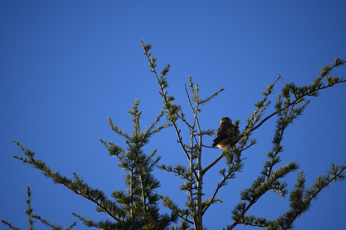 Merlin - ML645629328