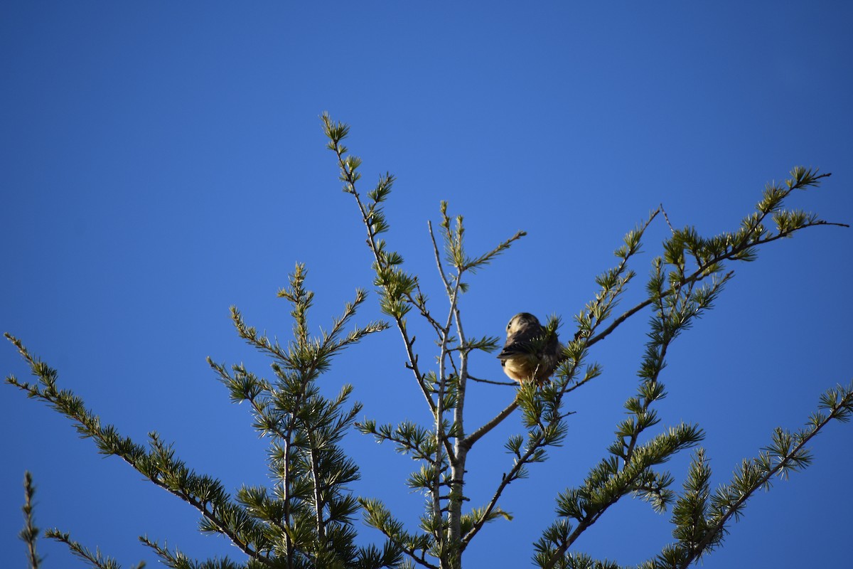 Merlin - ML645629329