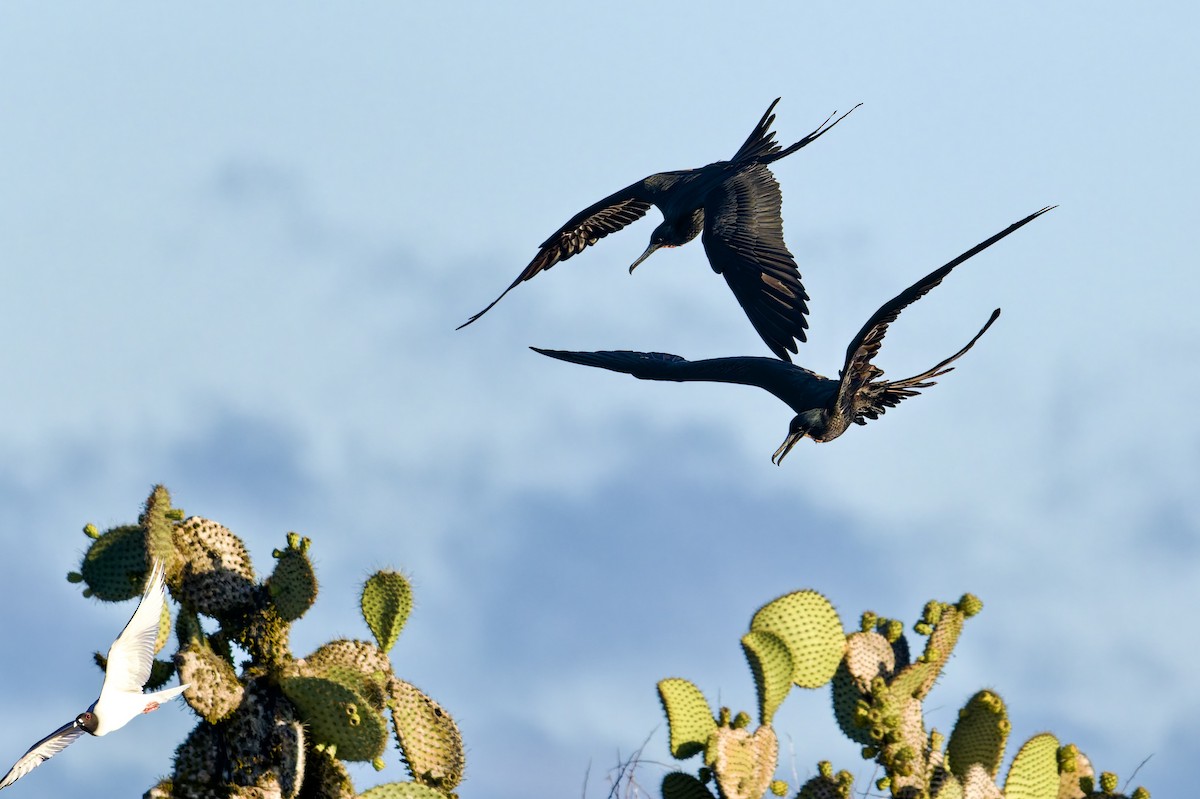 Magnificent Frigatebird - ML645629330