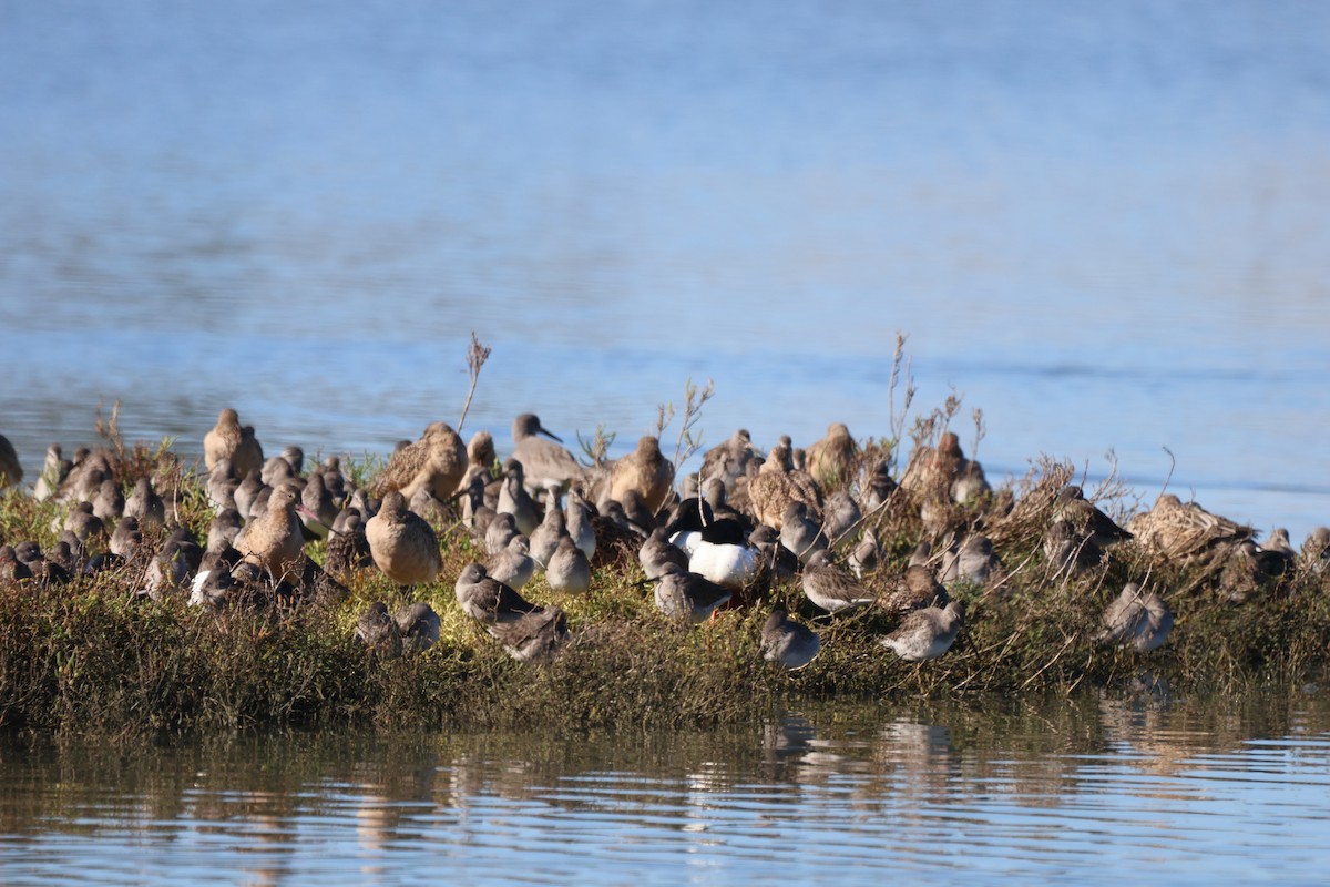 Willet - ML645629331