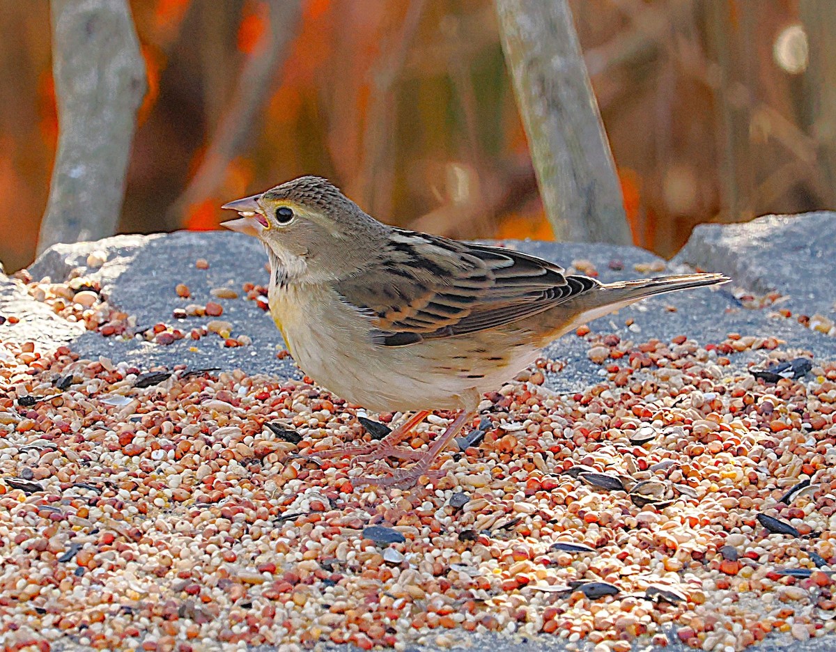 Dickcissel - ML645629332