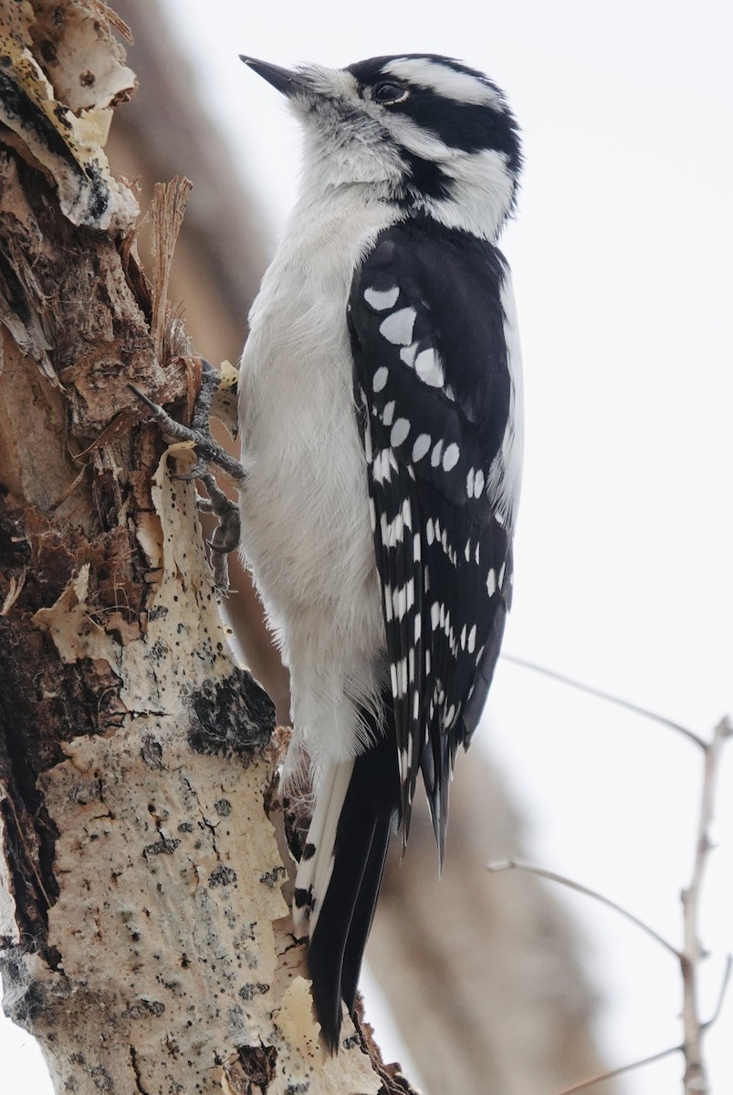 Downy Woodpecker (Eastern) - ML645629333