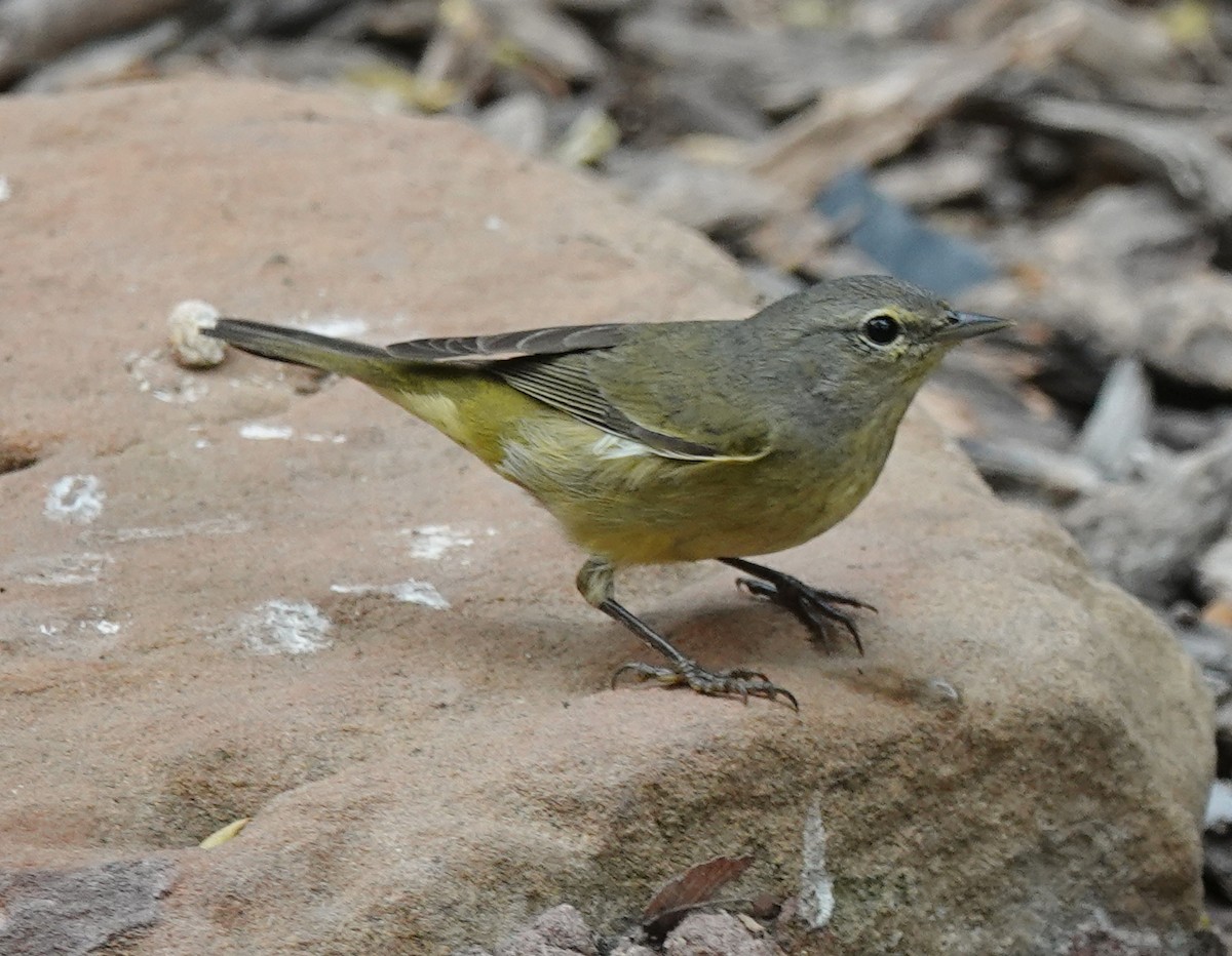 Orange-crowned Warbler - ML645629334