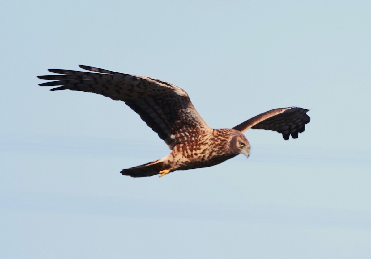 Northern Harrier - ML645629335