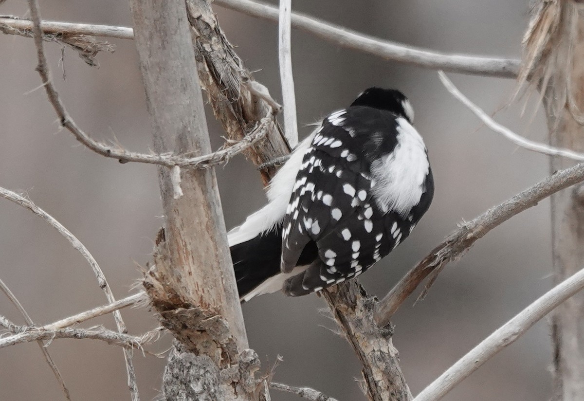 Downy Woodpecker (Eastern) - ML645629336