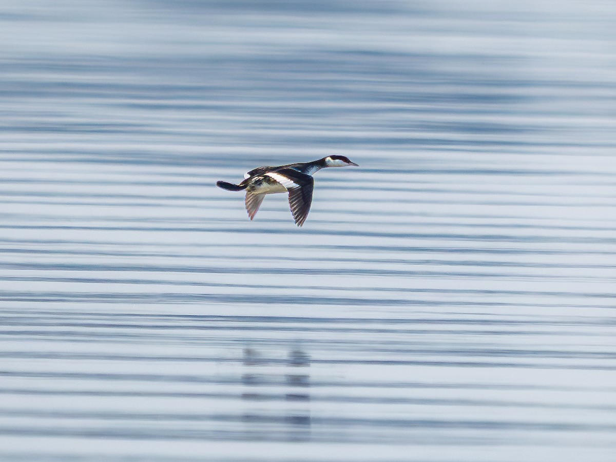 Horned Grebe - ML645629337