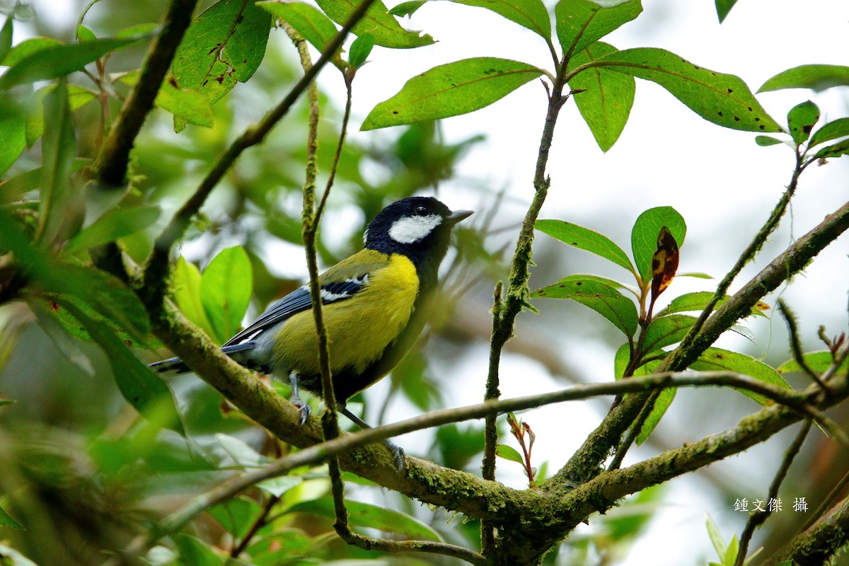 Green-backed Tit - ML645629338