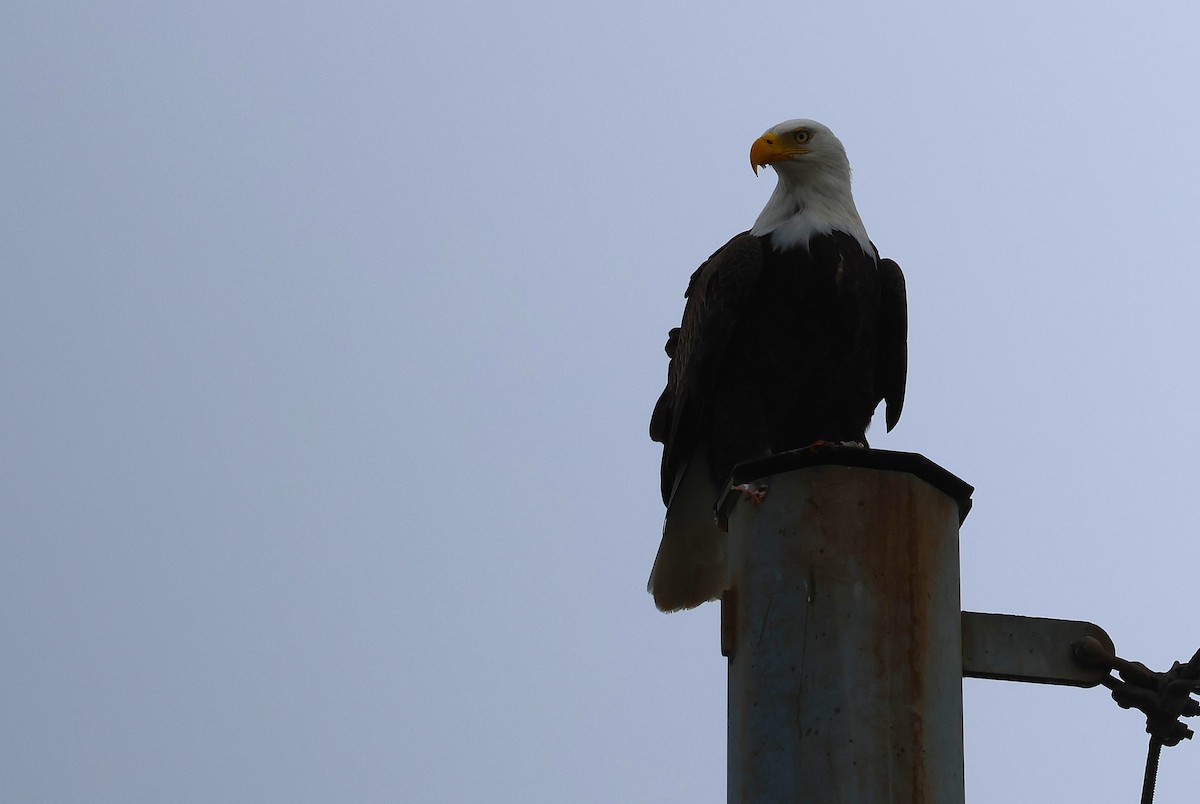Bald Eagle - ML645629339