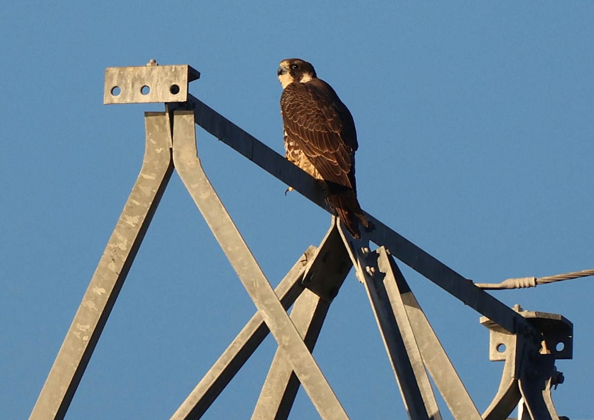 Peregrine Falcon - ML645629341