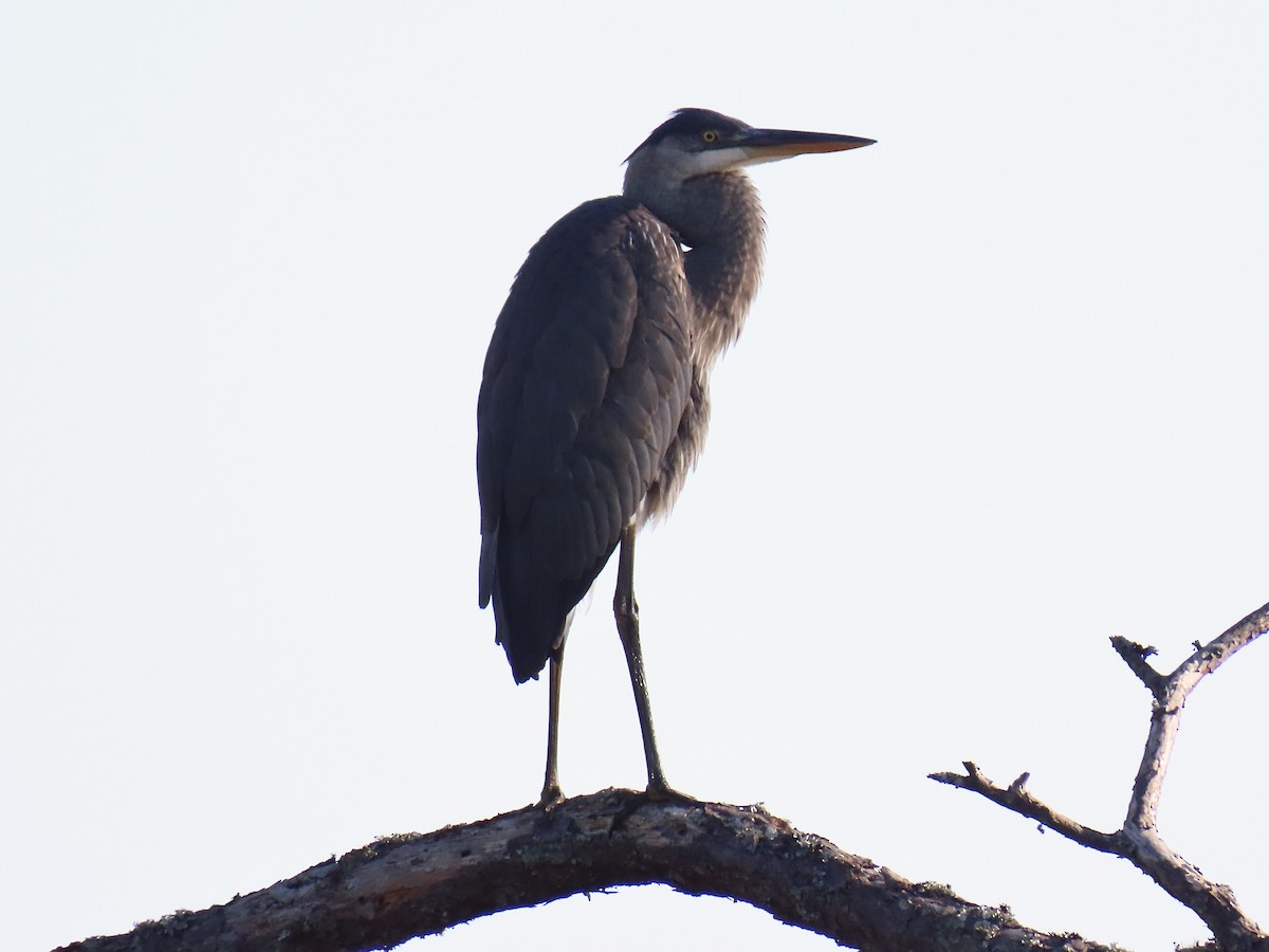 Great Blue Heron - ML645629342
