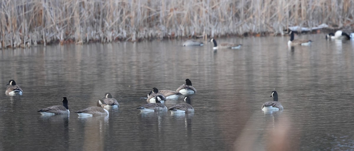 Branta kanadar handia - ML645629343