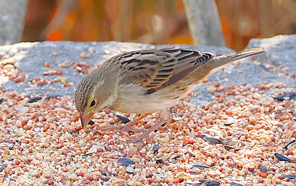 Dickcissel - ML645629344