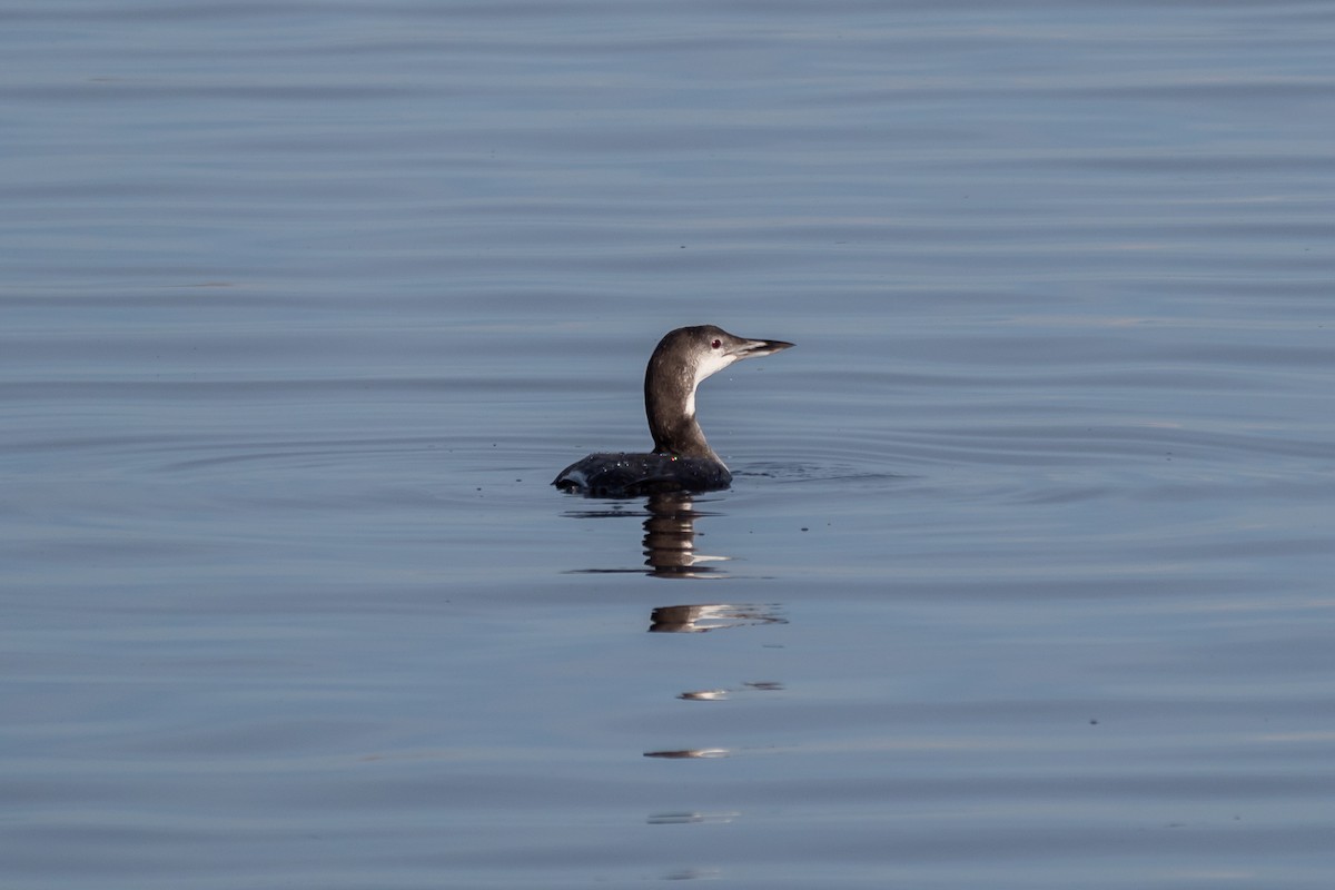 Common Loon - ML645629346