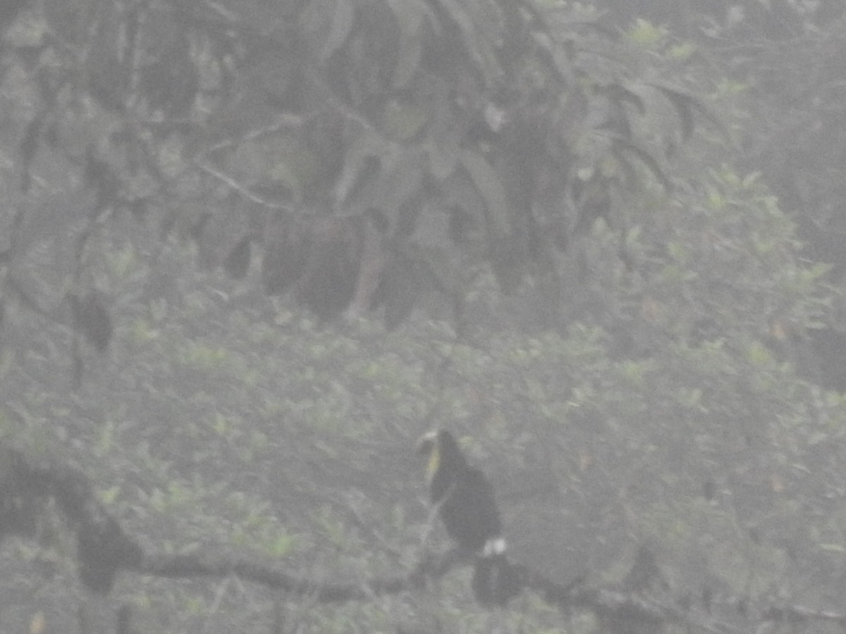 Yellow-throated Toucan (Chestnut-mandibled) - ML645629349