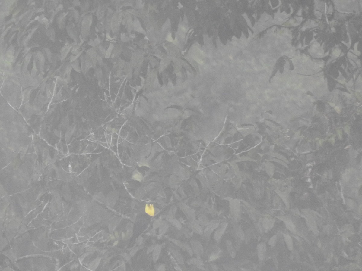 Yellow-throated Toucan (Chestnut-mandibled) - ML645629351