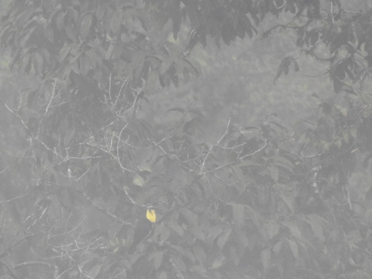 Yellow-throated Toucan (Chestnut-mandibled) - ML645629352