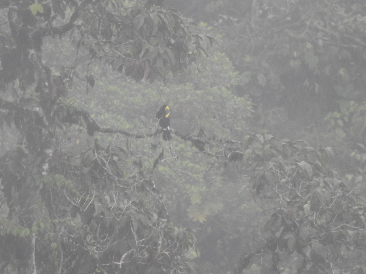 Yellow-throated Toucan (Chestnut-mandibled) - ML645629355