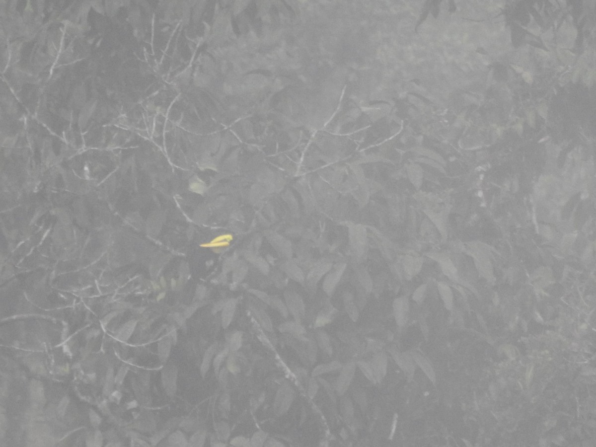 Yellow-throated Toucan (Chestnut-mandibled) - ML645629356