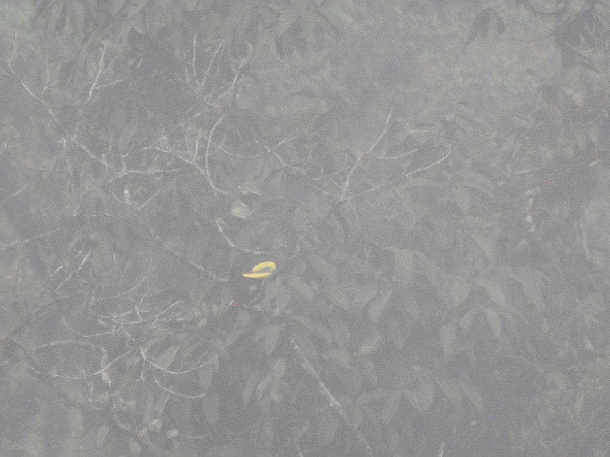 Yellow-throated Toucan (Chestnut-mandibled) - ML645629357